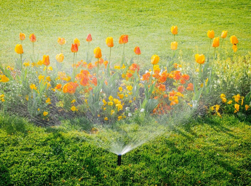 yellow flowers in the lawn being watered