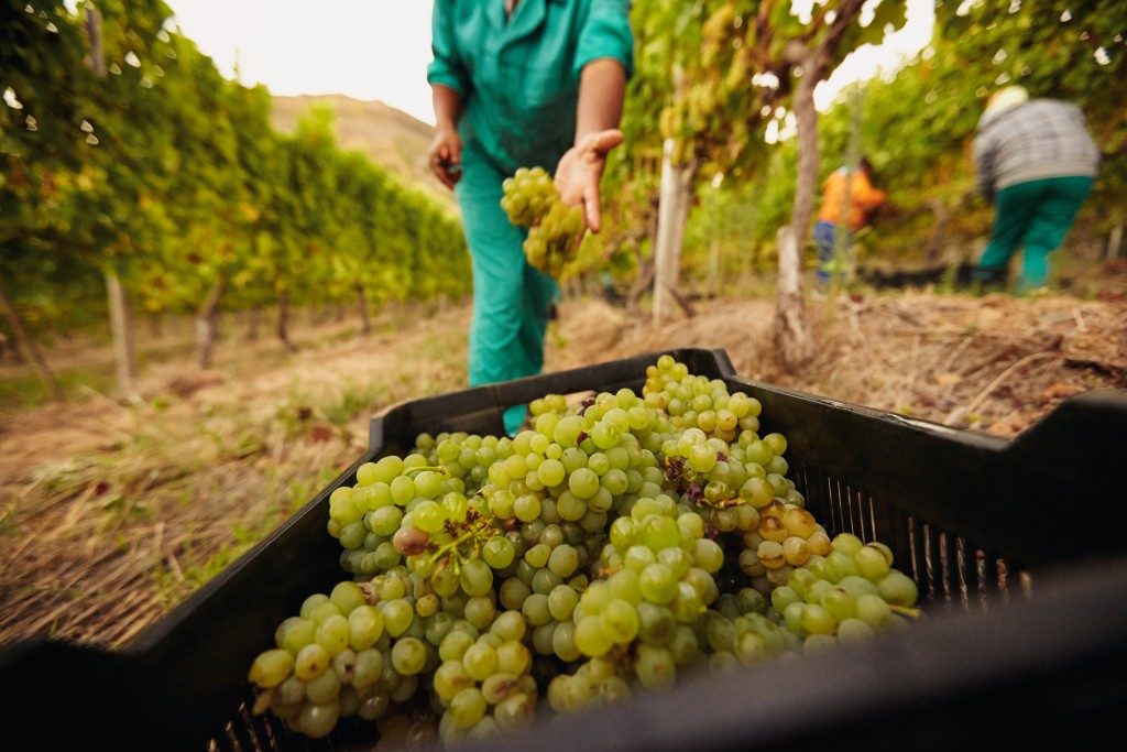 Gardener picking grapes