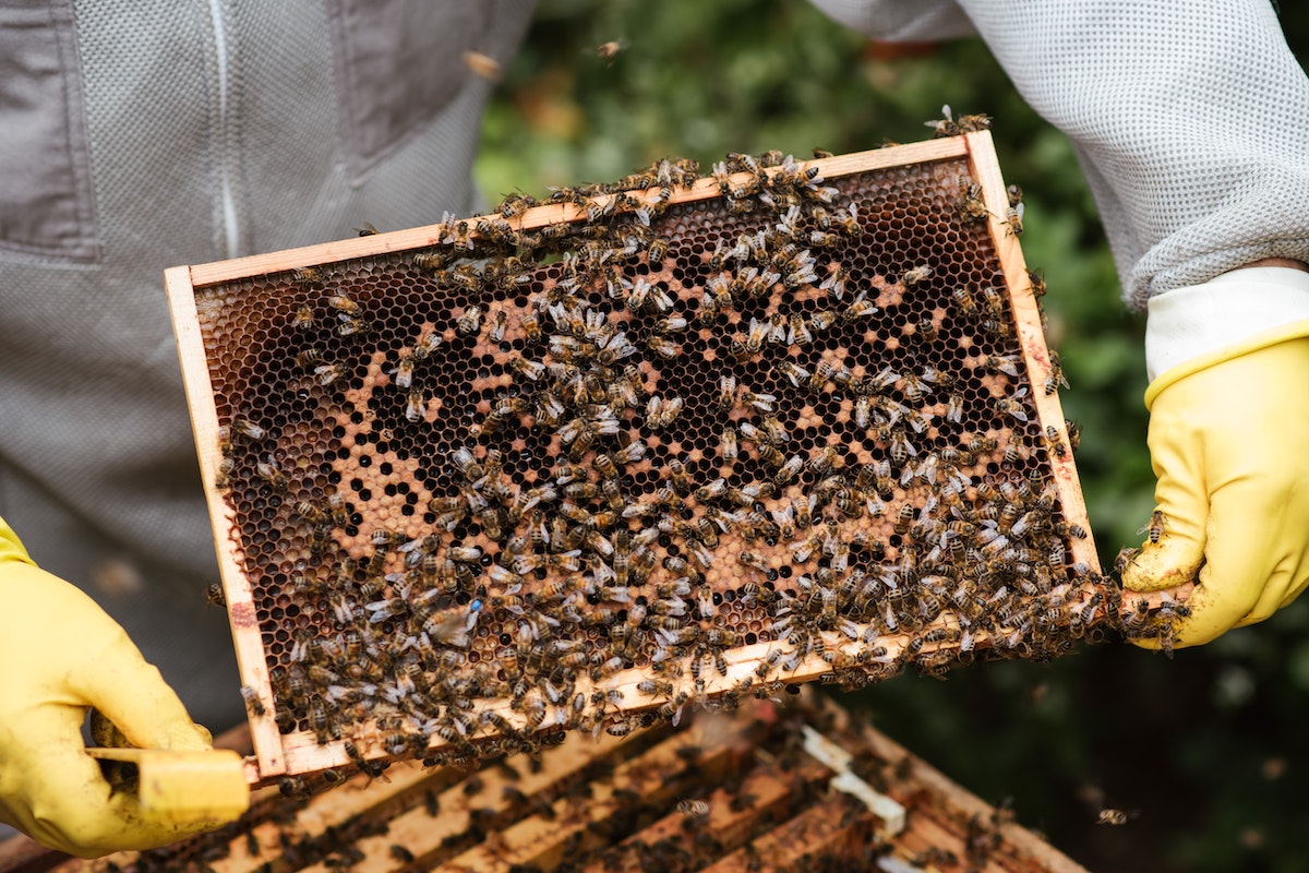 How To Start A Bee Farm On A Budget We Beat The Street