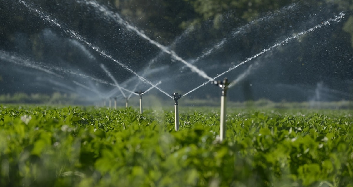 Sprinklers watering crops at a field